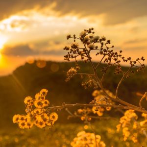 VibrantPixel Photography