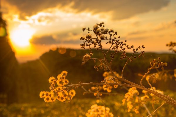 VibrantPixel Photography
